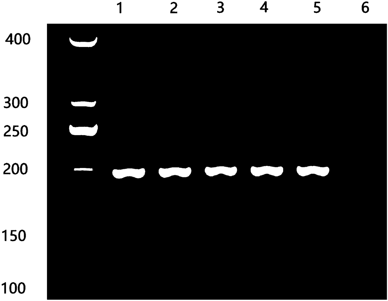 Rapid amplification diagnostic kit and amplification method for HLA (human leucocyte antigen) high-resolution genetic locus