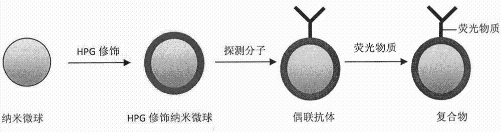 Application of hyperbranched polyglycerol modified nanosphere to immunochromatography