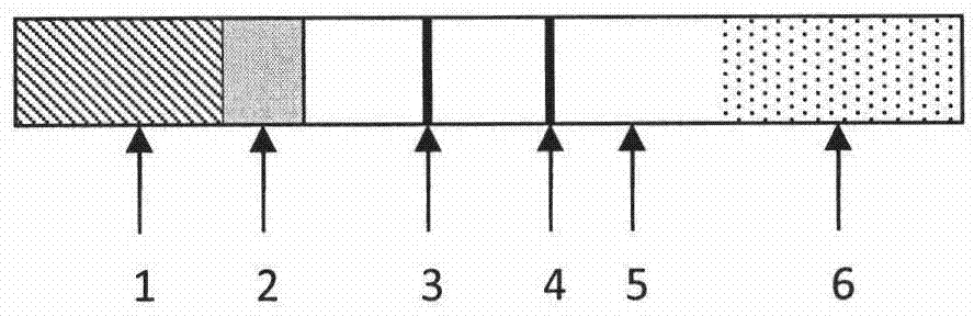 Application of hyperbranched polyglycerol modified nanosphere to immunochromatography