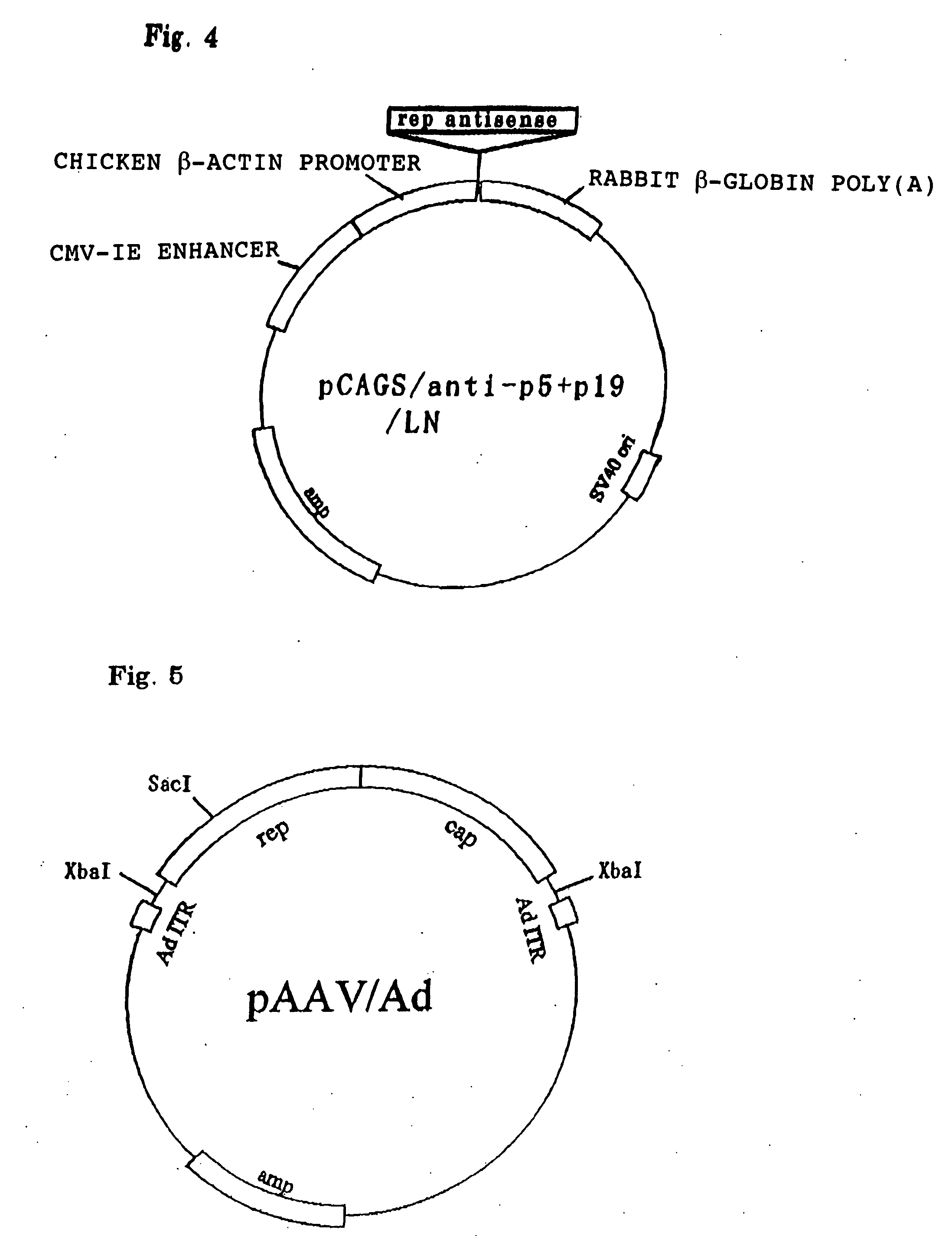 Cells to be used in producing virus vector, process for producing the same, and process for producing virus vector with the use of the cells