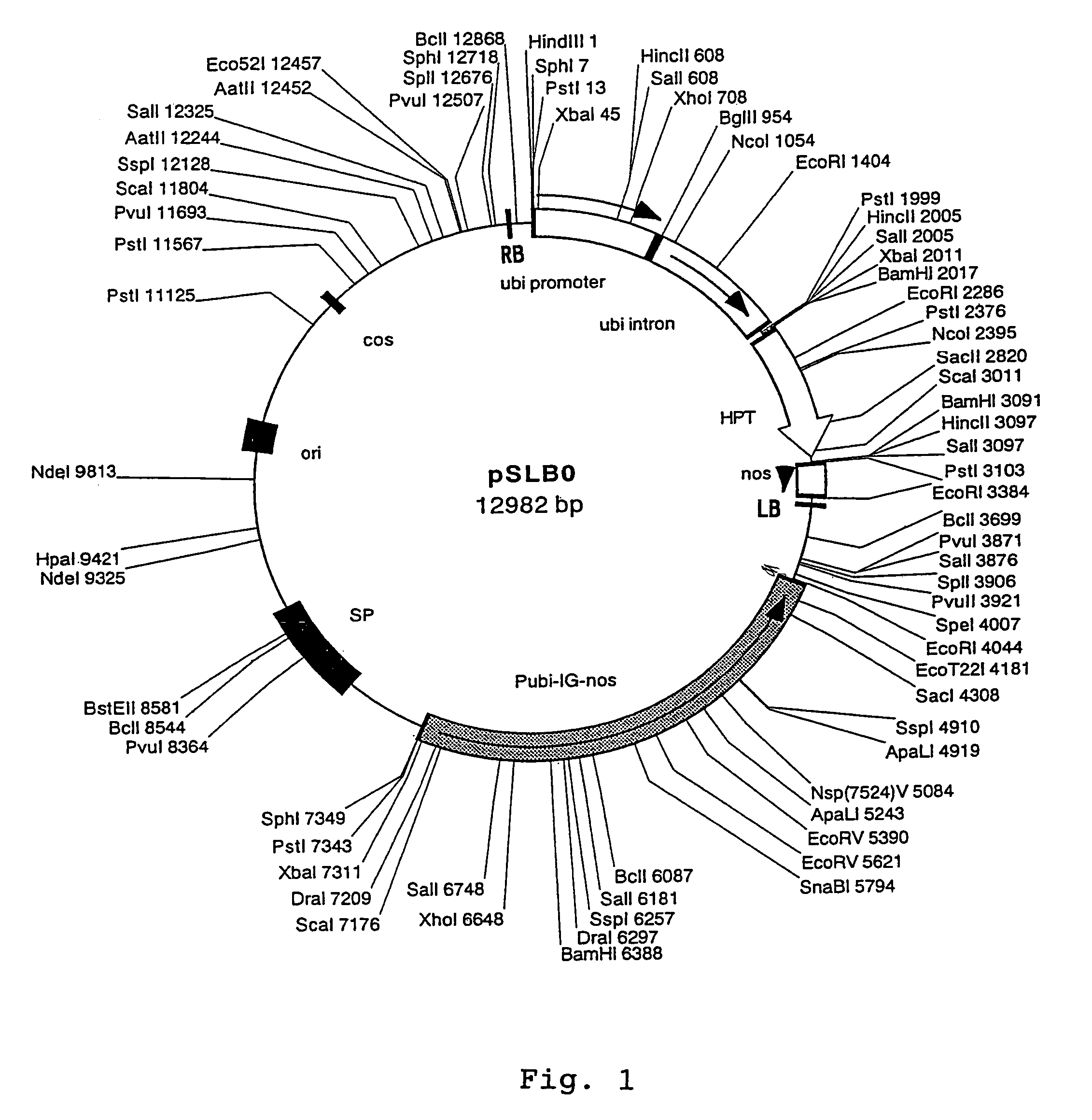 Vectors for transforming plants