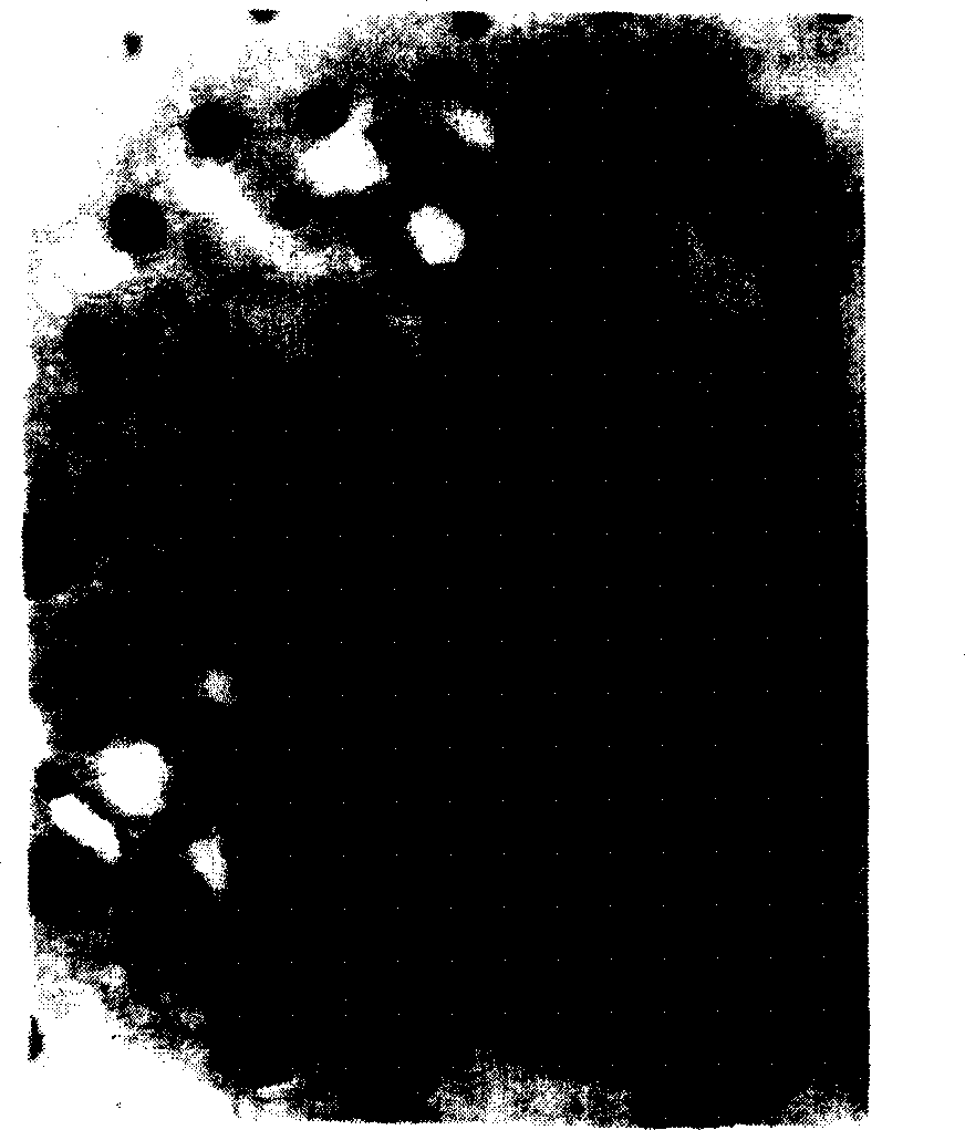 Curcumenol solid lipid nano-particle and its preparation method