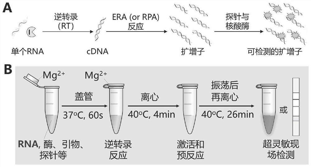 A kind of probe and primer, kit, detection method and application for detecting new coronavirus sars-cov-2