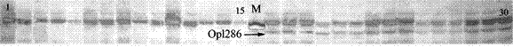 Striped beakfish sex specific molecular marker and genetic sex identification method thereof