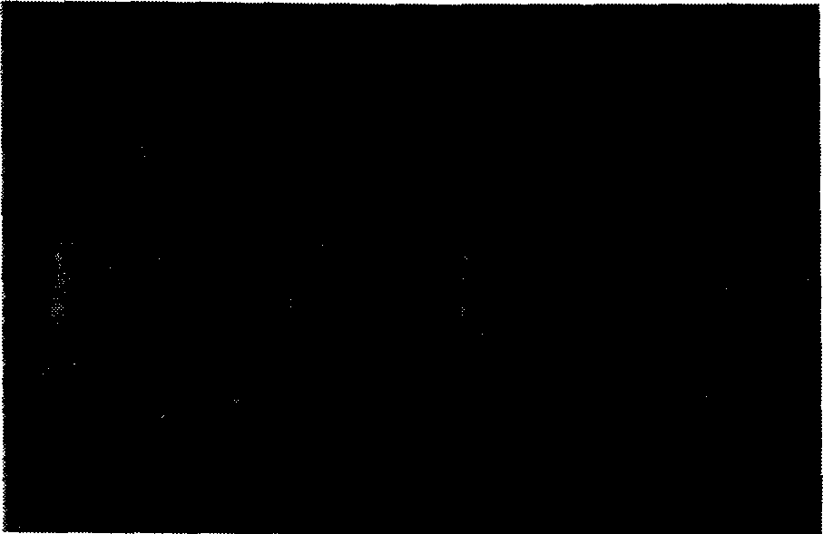 Method for writing double holographic grating at one time by single pulsed laser