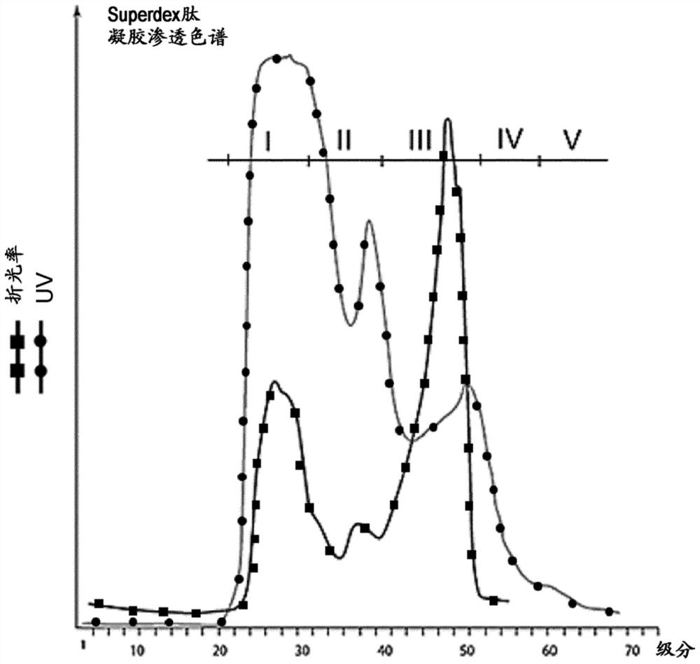 Fibrous maize-based animal feed with gh30 glucuronoxylan hydrolase