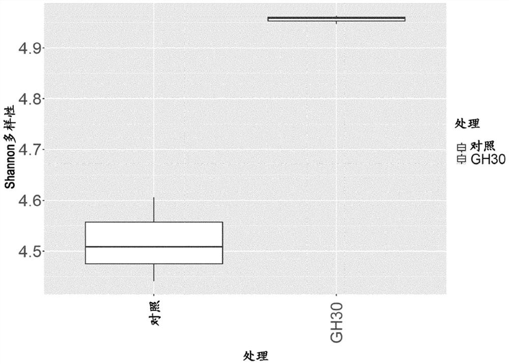 Fibrous maize-based animal feed with gh30 glucuronoxylan hydrolase