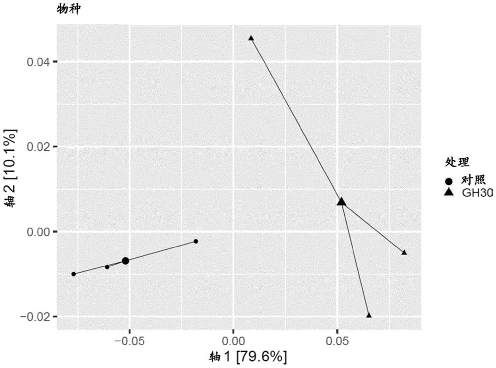 Fibrous maize-based animal feed with gh30 glucuronoxylan hydrolase