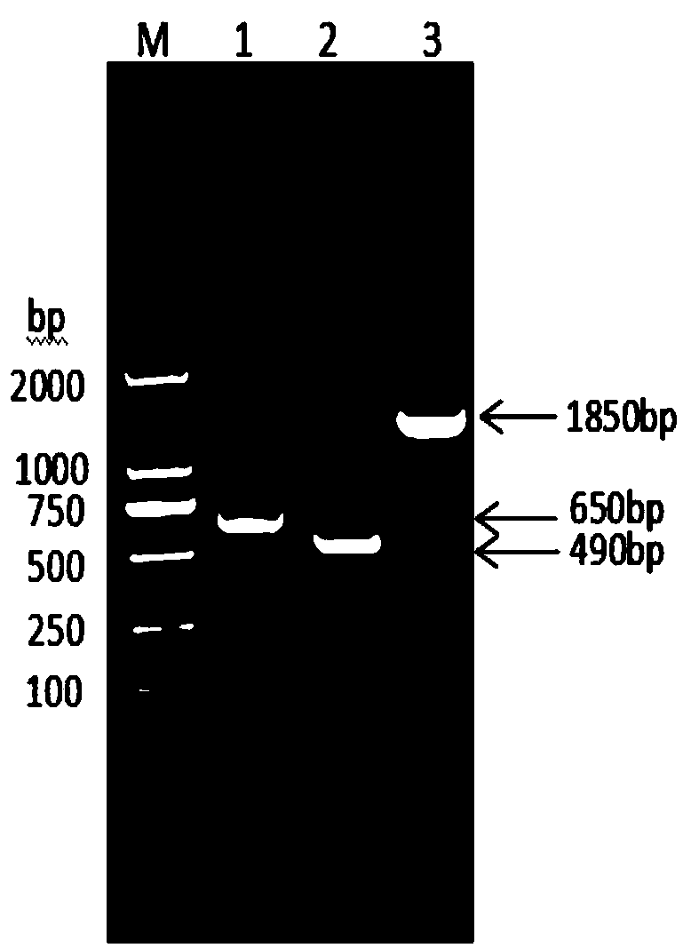 Fusion protein composed of sheep albumin, interferon Tau and interleukin 2, preparation method thereof and its coding gene, and sheep long-acting interferon