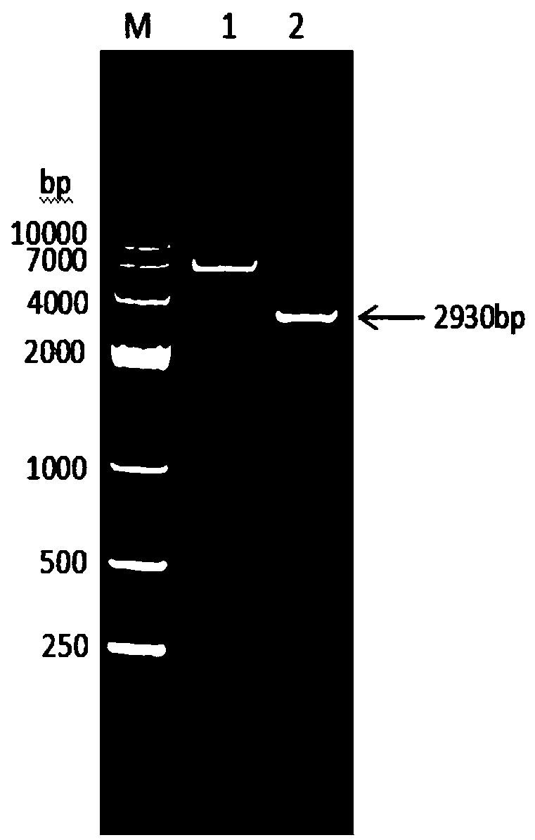 Fusion protein composed of sheep albumin, interferon Tau and interleukin 2, preparation method thereof and its coding gene, and sheep long-acting interferon