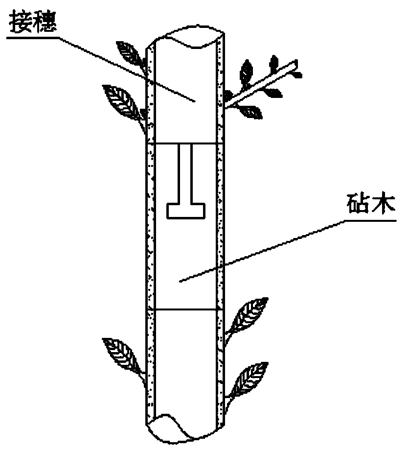 Technological method for grafting reddish yellow yulan magnolia to white yulan magnolia