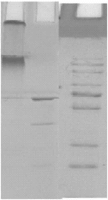 Mycobacterium tuberculosis OS-tb oligosaccharide conjugate, and preparation method and application thereof