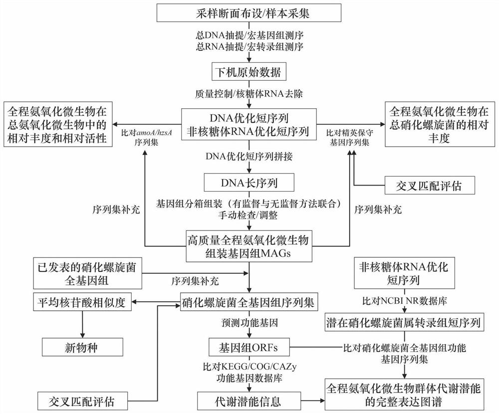 Method for acquiring relative abundance and activity of whole-course ammoxidation microorganisms from complex environment system based on macro omics technology