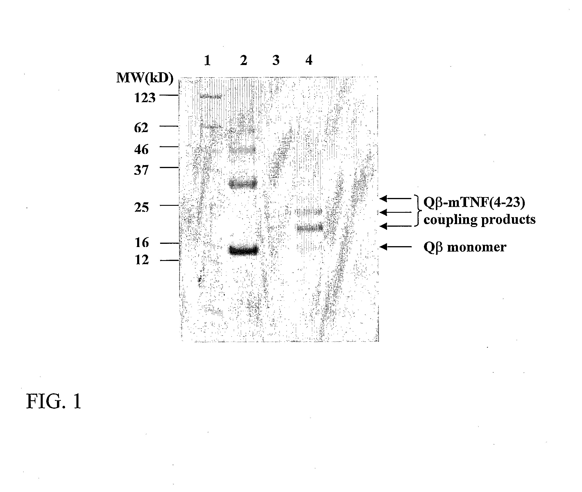 Carrier Conjugates Of Tnf-Peptides