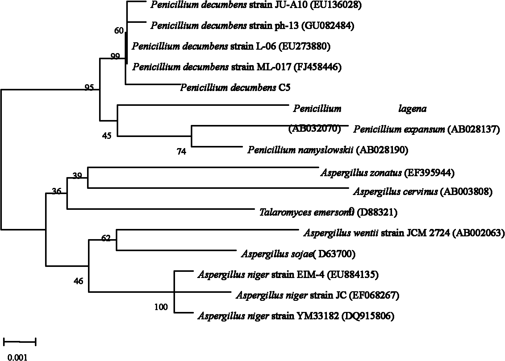 Engonus fungus with high enzyme activity and high capacity of efficiently degrading straw cellulose in northeast China region