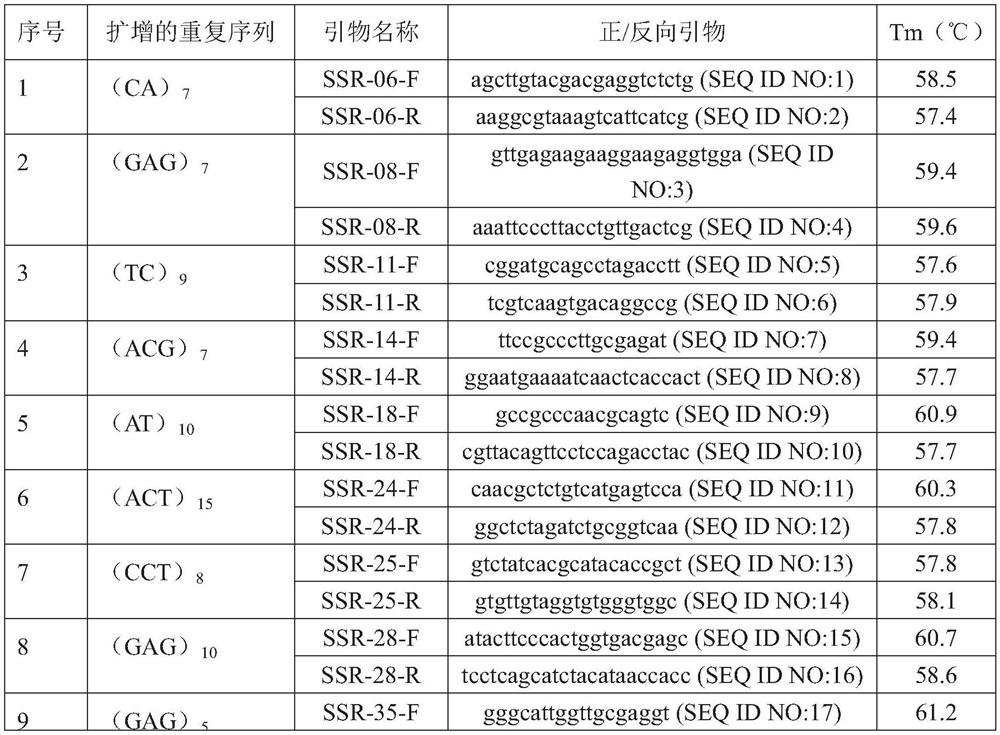 Hypsizygus marmoreus GJ5 strain as well as SSR marker primers and application thereof