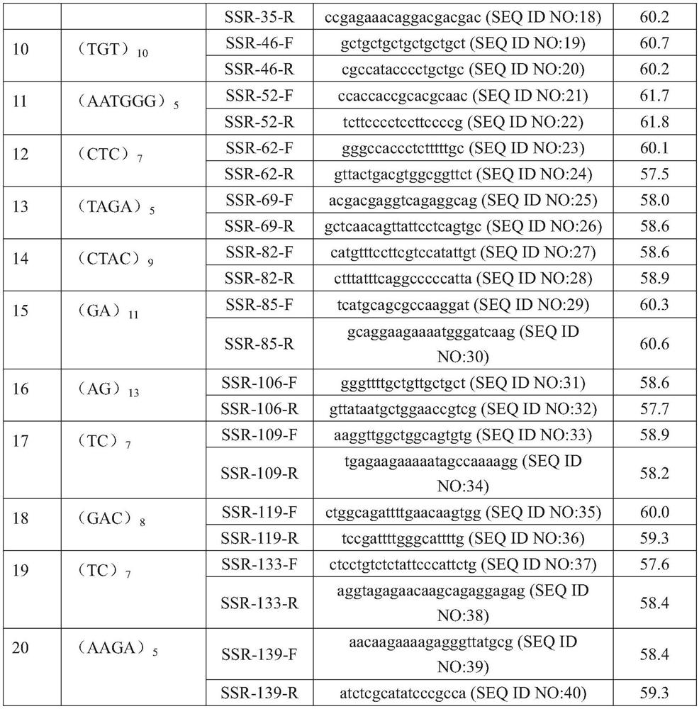 Hypsizygus marmoreus GJ5 strain as well as SSR marker primers and application thereof