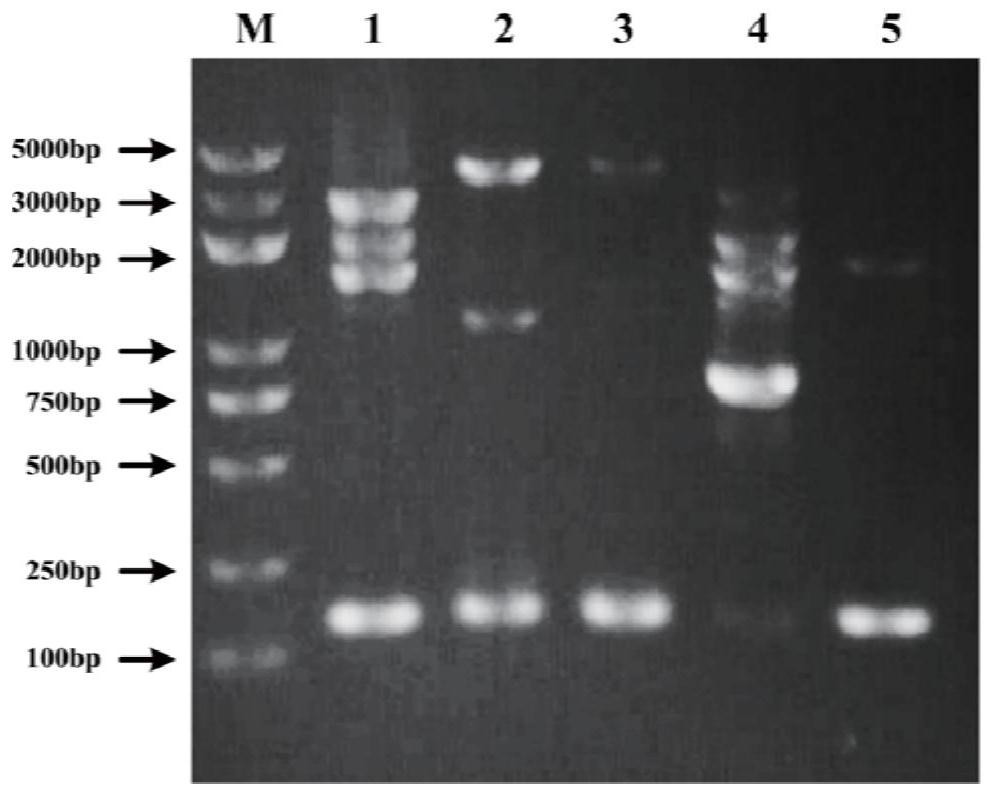 Hypsizygus marmoreus GJ5 strain as well as SSR marker primers and application thereof