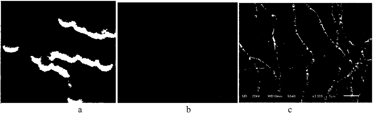 Multi-functional Streptomyces amritsarensis and application thereof