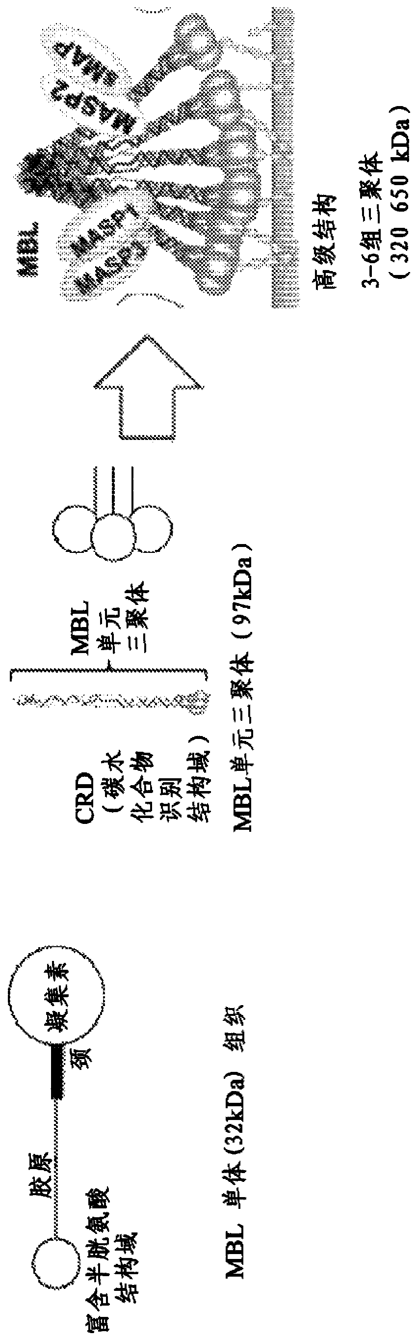 Engineered opsonins for pathogen detection and treatment