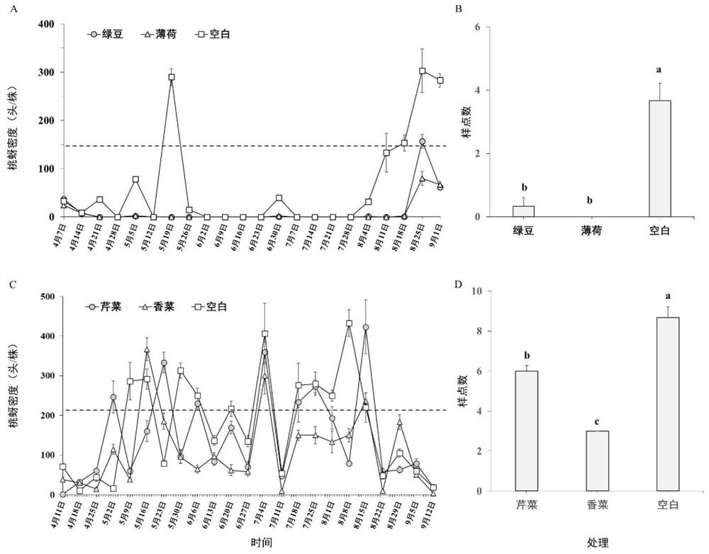 Repellent plant management method for preventing and controlling green peach aphids in greenhouse