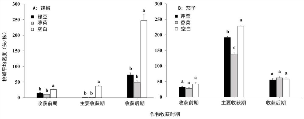 Repellent plant management method for preventing and controlling green peach aphids in greenhouse