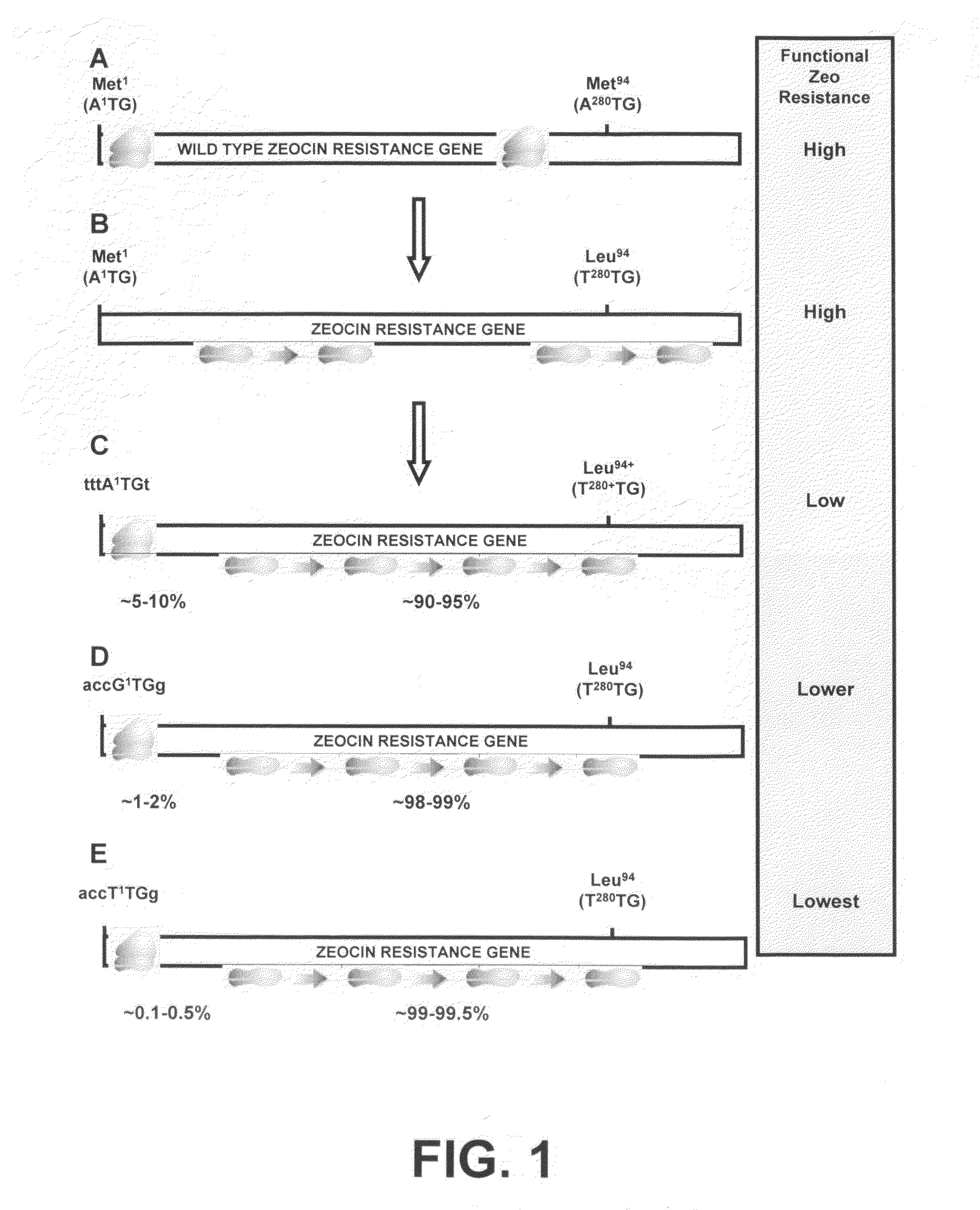 Selection of host cells expressing protein at high levels