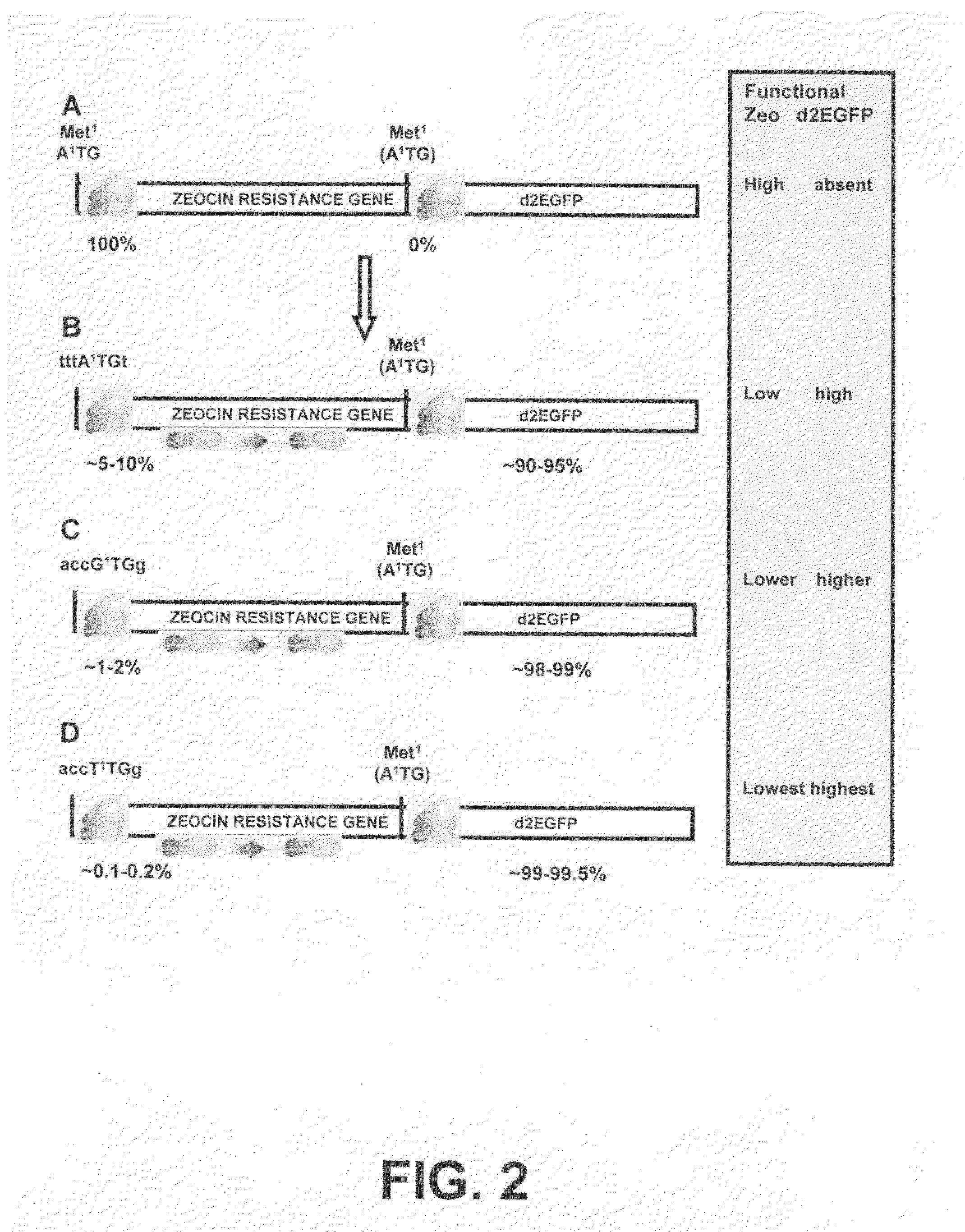 Selection of host cells expressing protein at high levels