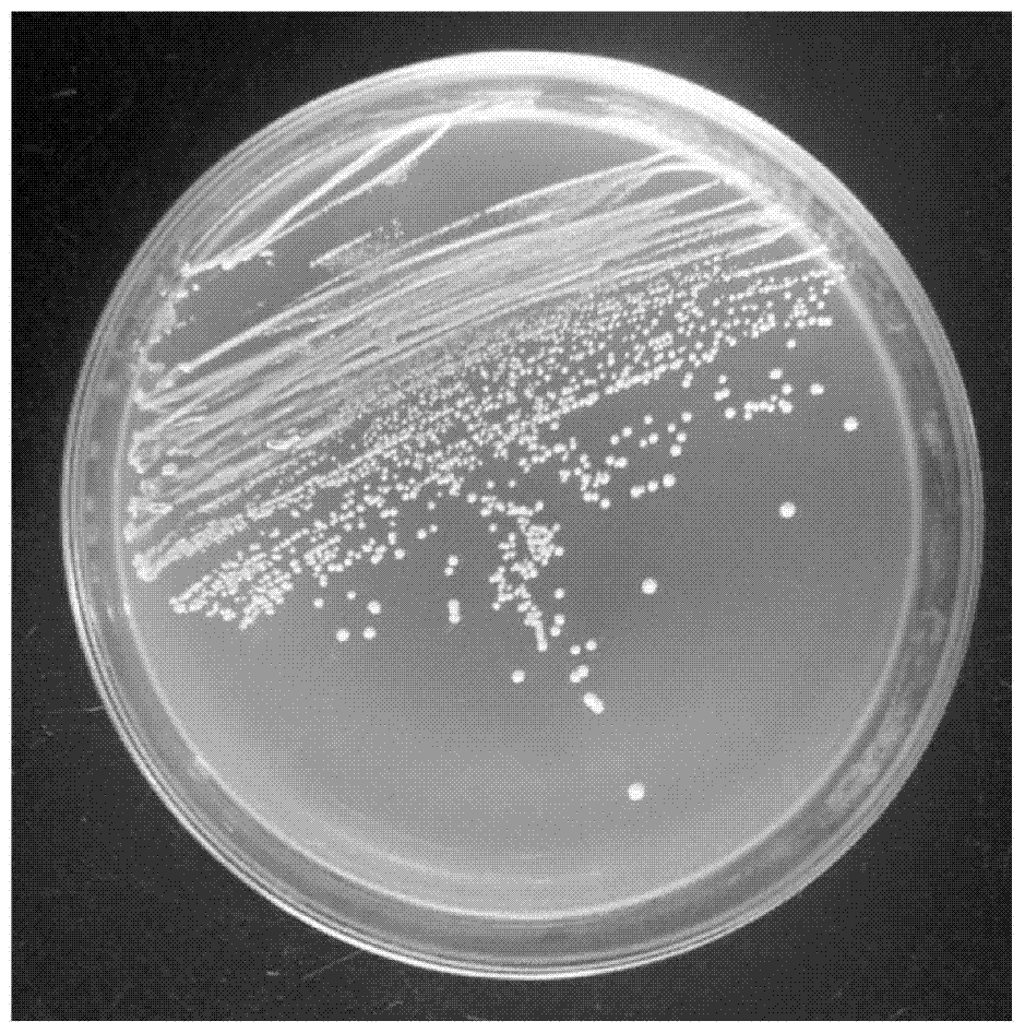 A kind of Lactobacillus plantarum capable of reducing the content of biogenic amine in food and its application