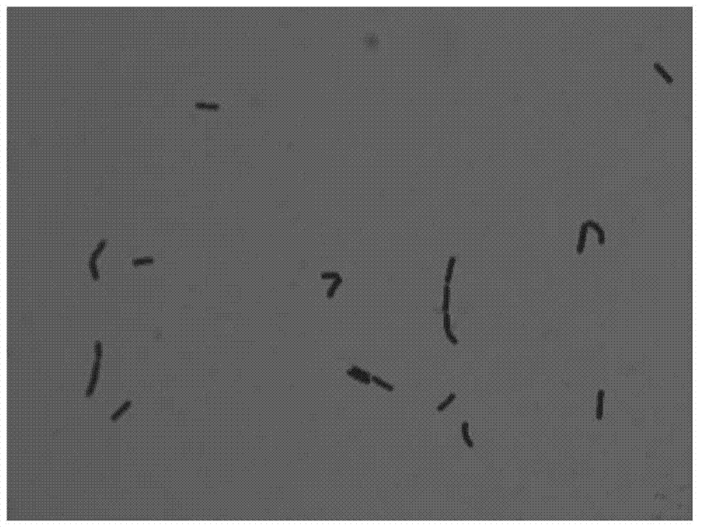 A kind of Lactobacillus plantarum capable of reducing the content of biogenic amine in food and its application