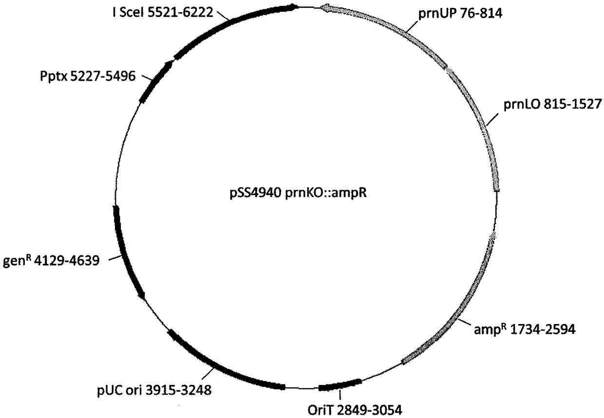 Mutant bordetella strains and methods for use