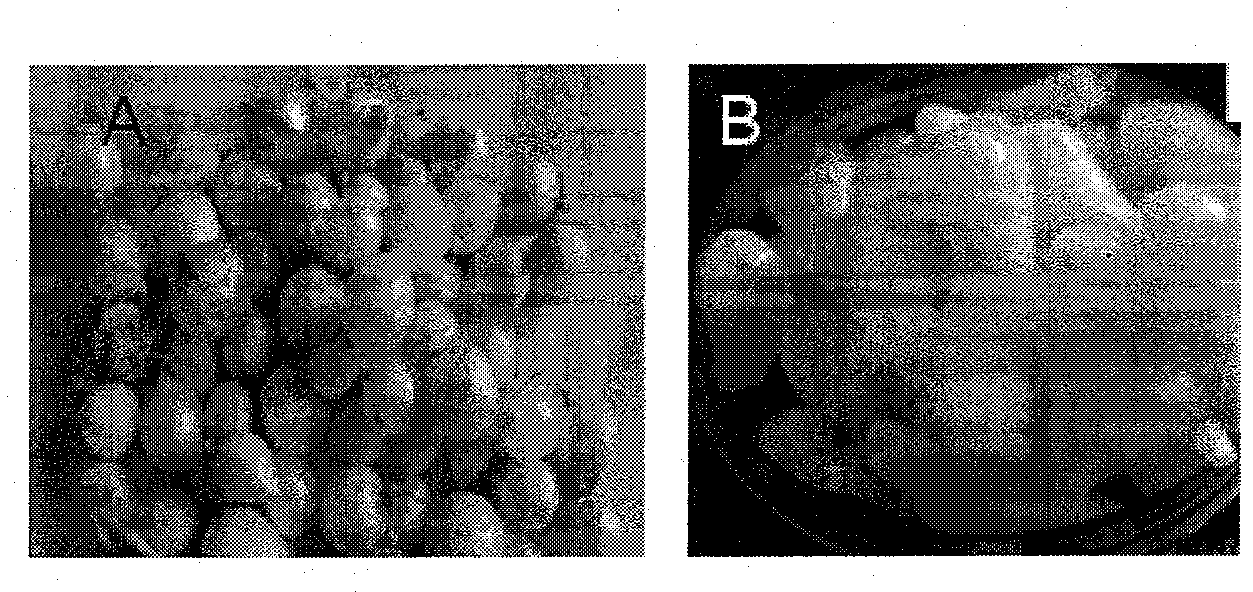 Nitrite scavenger as well as preparation method and application thereof