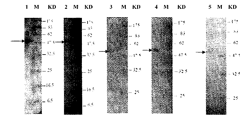 Mud crab bicistronic mRNA virus structural protein 1, monoclonal antibody thereof and application