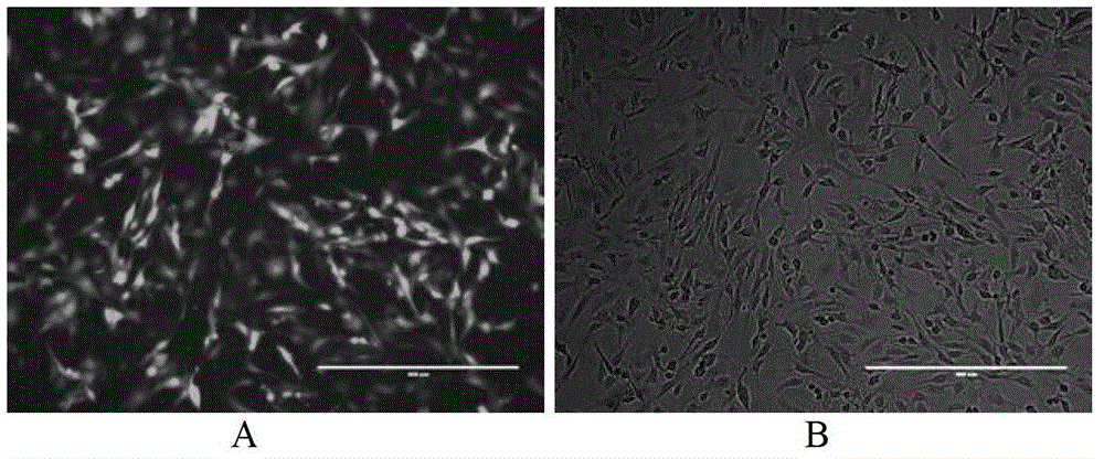 Culture medium for establishing pig iPS cell line and culture method thereof