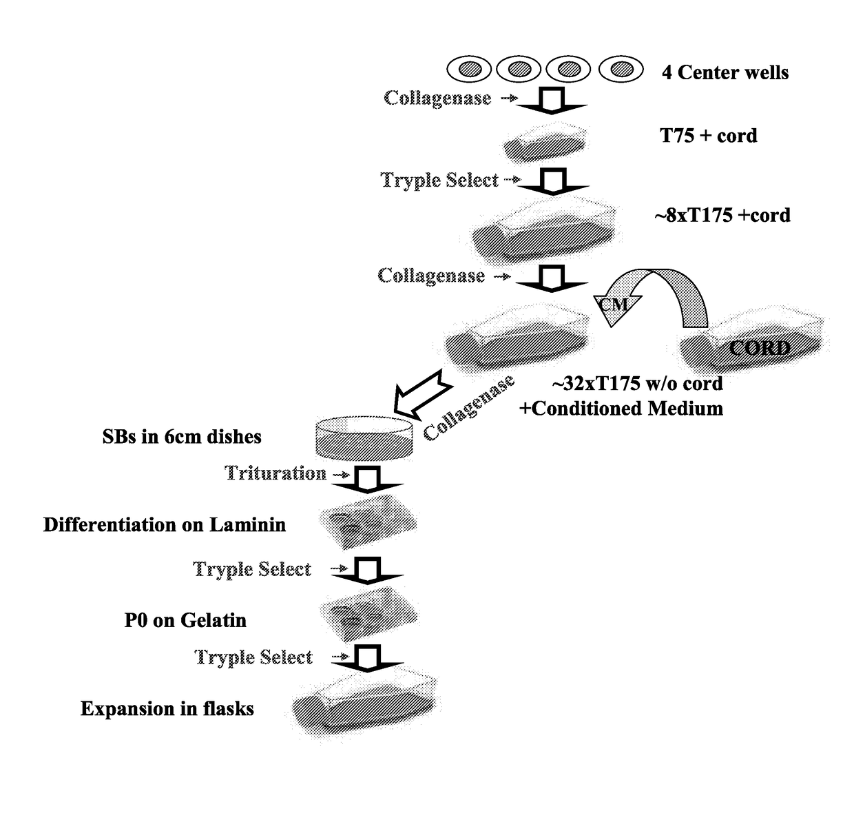 Large scale production of retinal pigment epithelial cells