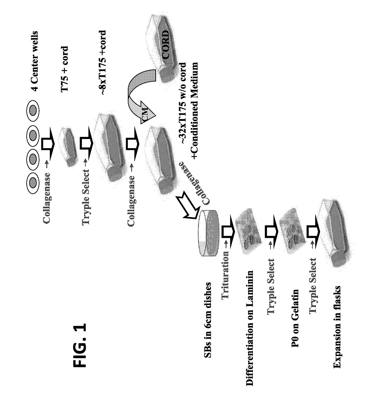 Large scale production of retinal pigment epithelial cells