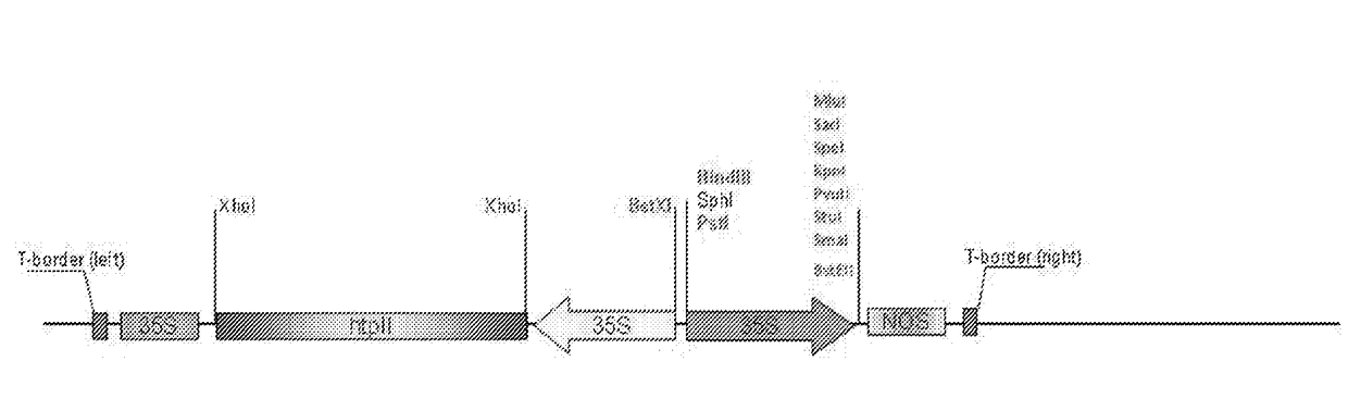 Cannabis plants having modified expression of thca synthase