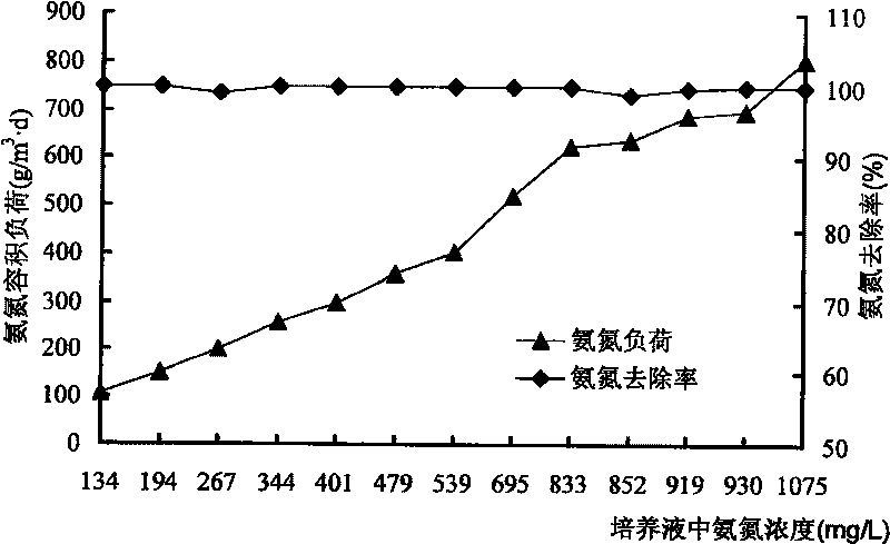 Method for concentrating normally and highly effective nitrobacteria in active sludge