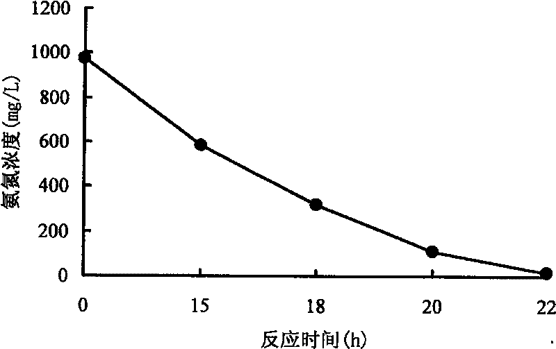 Method for concentrating normally and highly effective nitrobacteria in active sludge