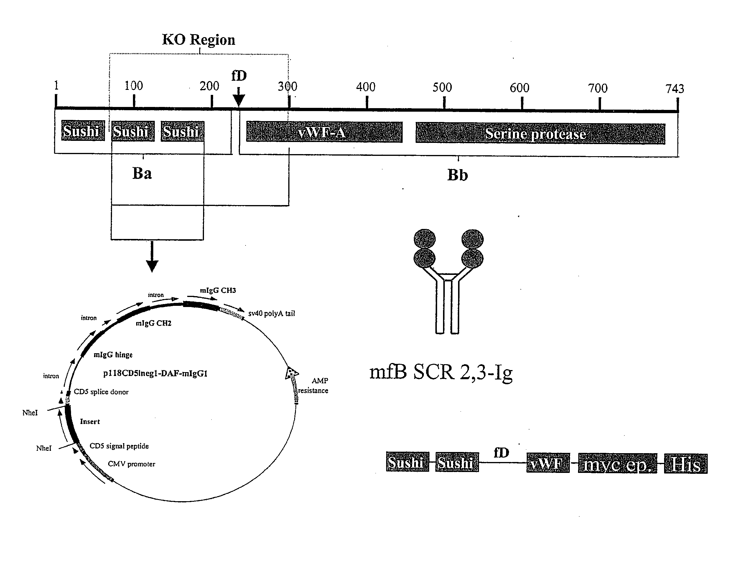 Inhibition of factor b, the alternative complement pathway and methods related thereto