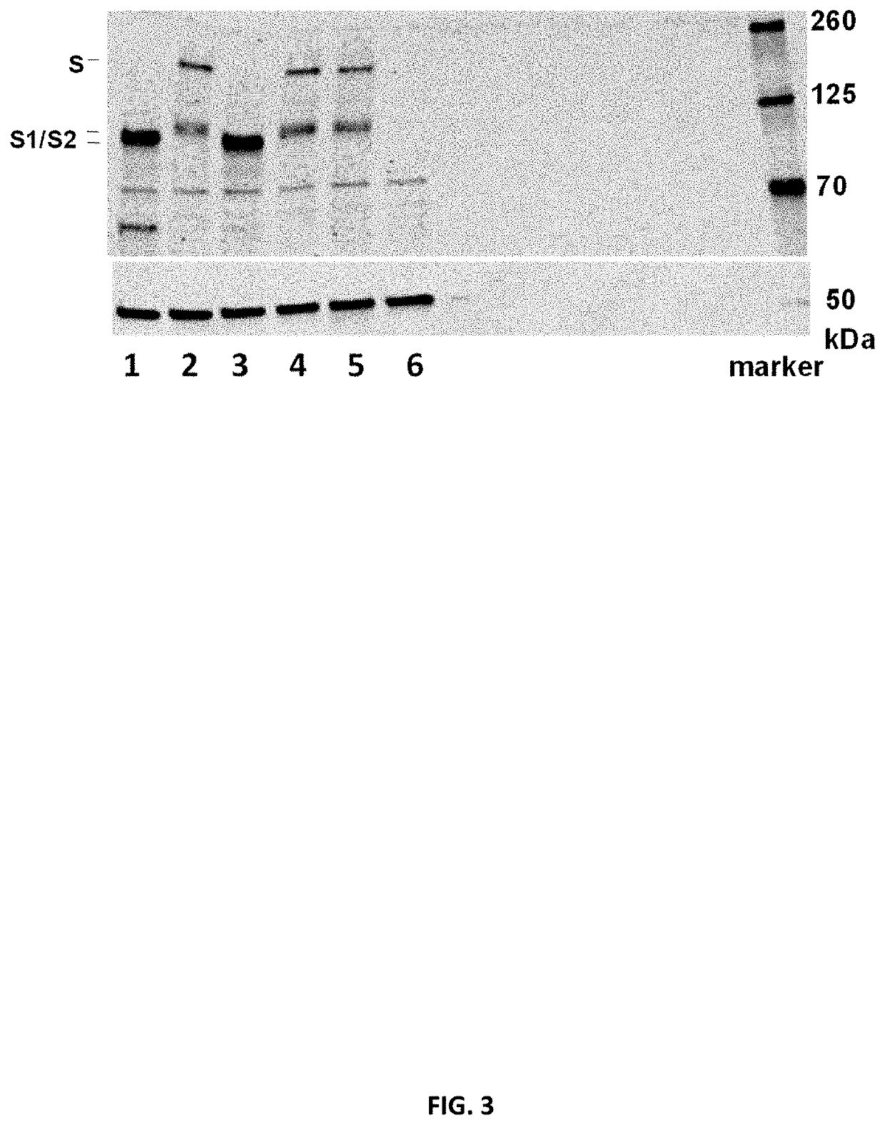 Coronavirus vaccine