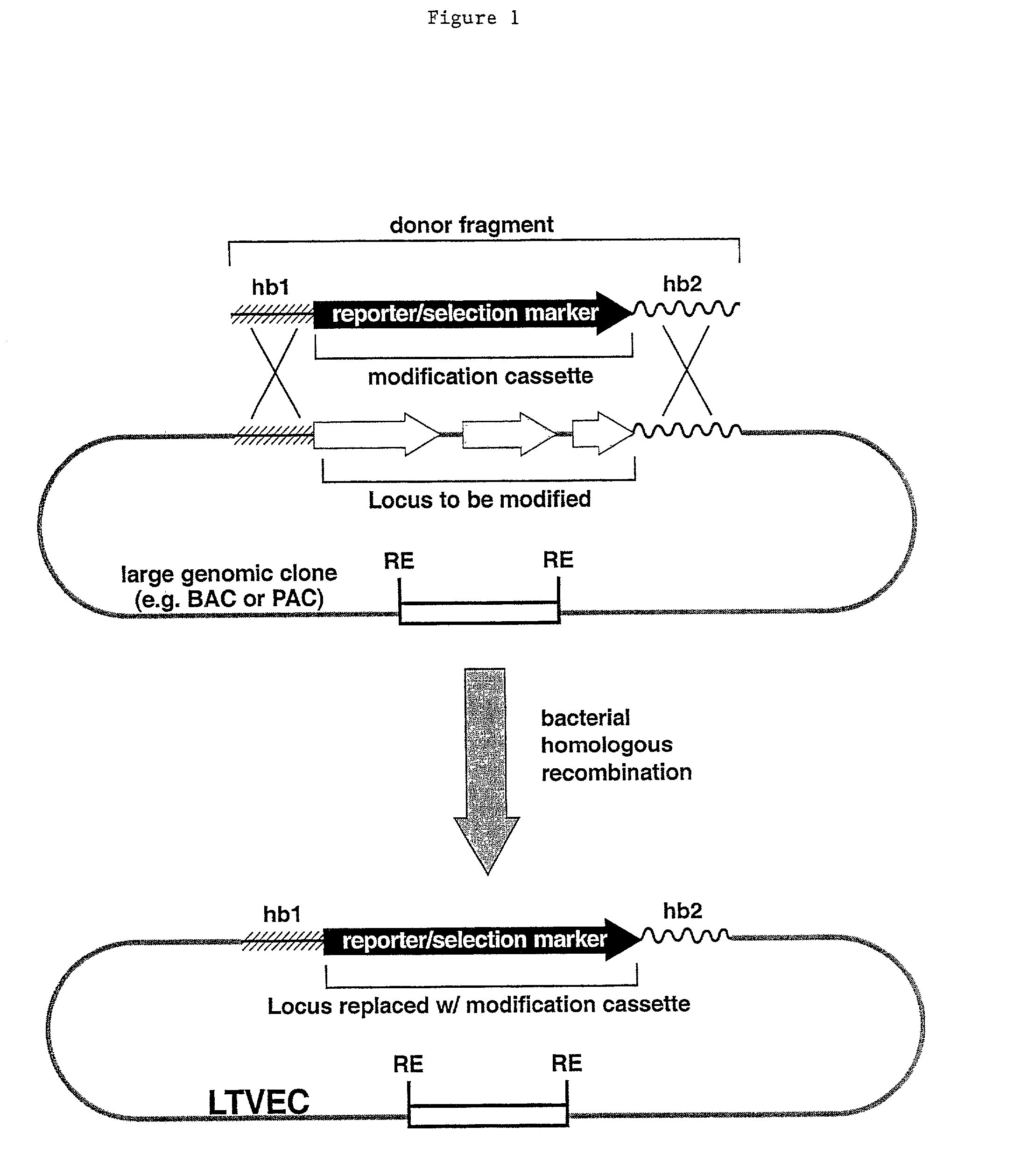 Methods of modifying eukaryotic cells