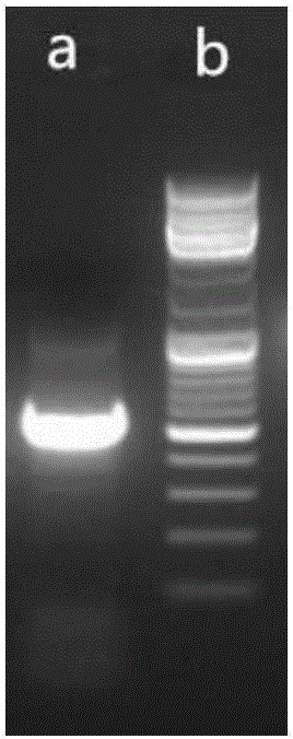 Fusarium endophytic fungus with huperzine-A-producing function and application thereof