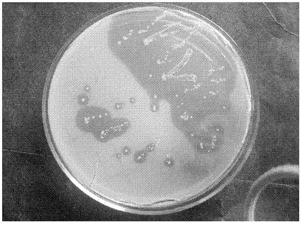 High-yield heat resistant type neutral phytase bacterial strain as well as fermentation culture medium and enzyme production method thereof