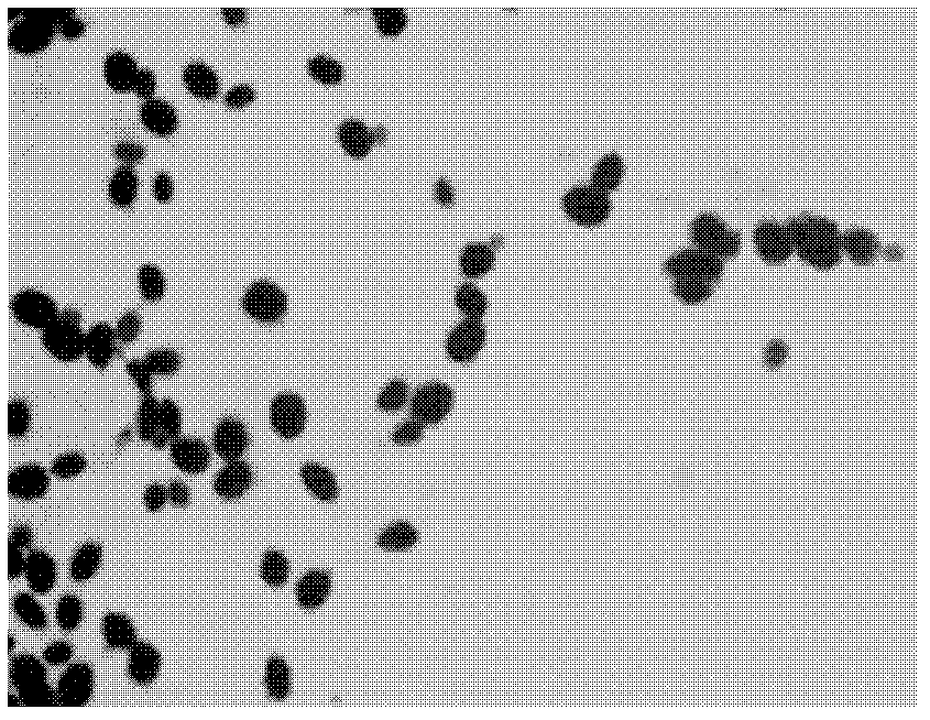 High-yield heat resistant type neutral phytase bacterial strain as well as fermentation culture medium and enzyme production method thereof