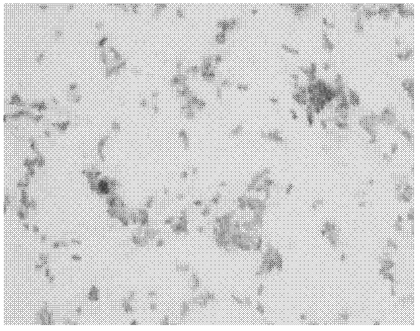 High-yield heat resistant type neutral phytase bacterial strain as well as fermentation culture medium and enzyme production method thereof