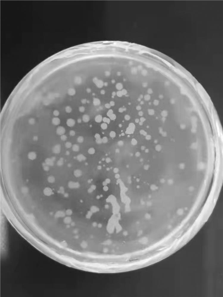 Brevibacillus brevis ADT and application thereof