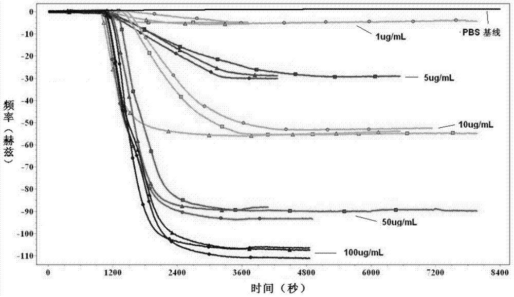 Method for detecting maize chlorotic mottle virus (MCMV) by using QCM (Quartz Crystal Microbalance) sensor and special gold piece