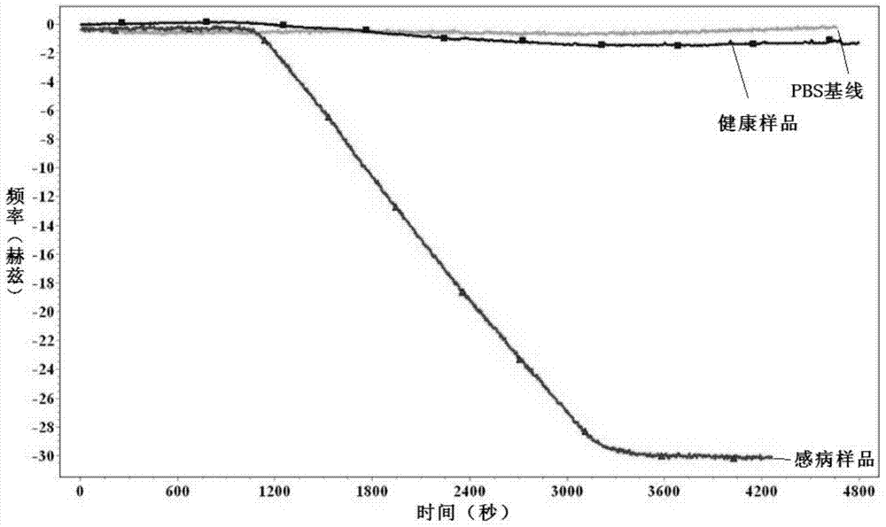 Method for detecting maize chlorotic mottle virus (MCMV) by using QCM (Quartz Crystal Microbalance) sensor and special gold piece