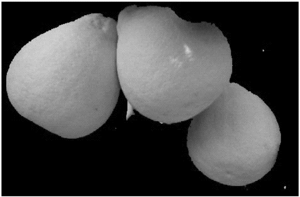 Grapefruit image segmentation method applying adaptive gauss and acoustic search